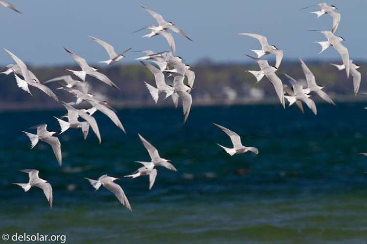 Canon EOS 7D  --  500 mm  --  EF500mm f/4L IS USM  