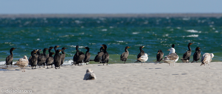 Canon EOS 7D  --  500 mm  --  EF500mm f/4L IS USM  