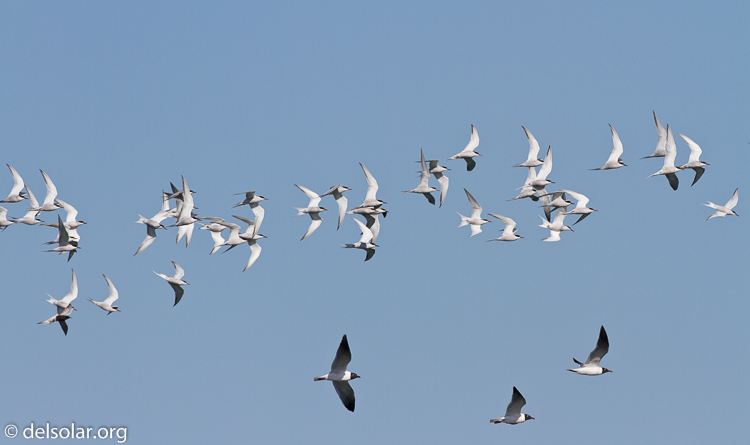 Canon EOS 7D  --  500 mm  --  EF500mm f/4L IS USM  