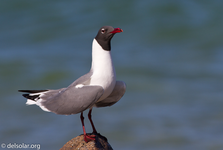 Canon EOS 7D  --  500 mm  --  EF500mm f/4L IS USM  