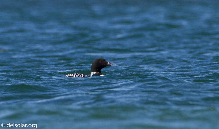 Canon EOS 7D  --  500 mm  --  EF500mm f/4L IS USM  