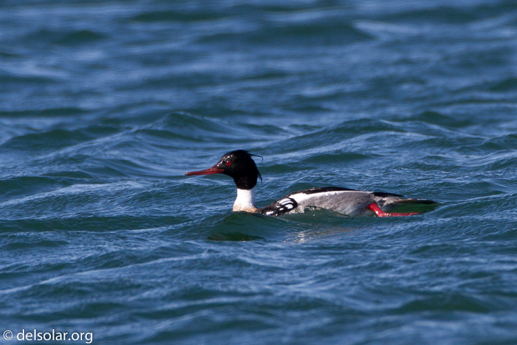 Canon EOS 7D  --  500 mm  --  EF500mm f/4L IS USM  