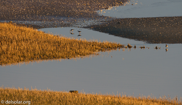 Canon EOS 7D  --  500 mm  --  EF500mm f/4L IS USM  