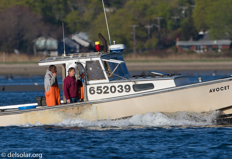 Canon EOS 7D  --  500 mm  --  EF500mm f/4L IS USM  