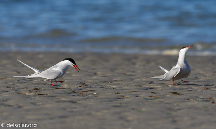 Canon EOS 7D  --  500 mm  --  EF500mm f/4L IS USM  