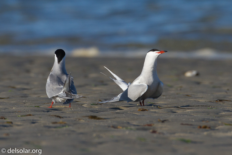 Canon EOS 7D  --  500 mm  --  EF500mm f/4L IS USM  