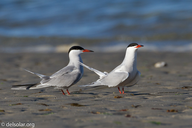 Canon EOS 7D  --  500 mm  --  EF500mm f/4L IS USM  