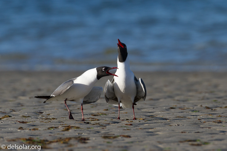 Canon EOS 7D  --  500 mm  --  EF500mm f/4L IS USM  