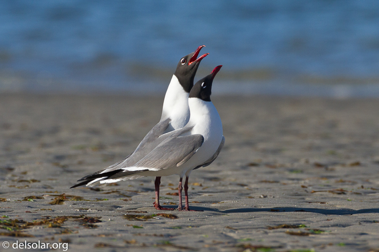 Canon EOS 7D  --  500 mm  --  EF500mm f/4L IS USM  
