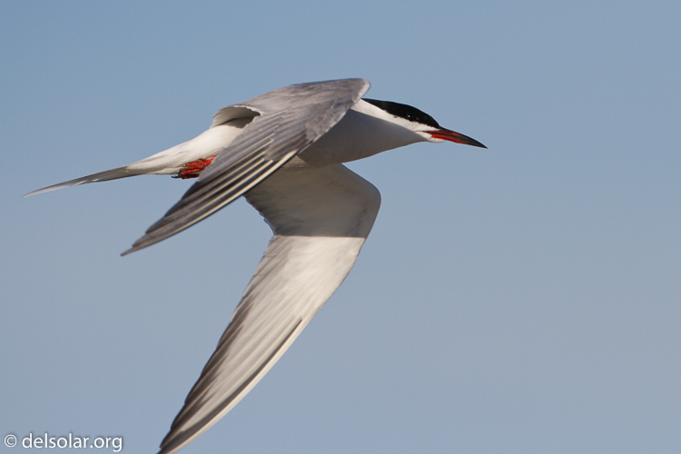 Canon EOS 7D  --  500 mm  --  EF500mm f/4L IS USM  