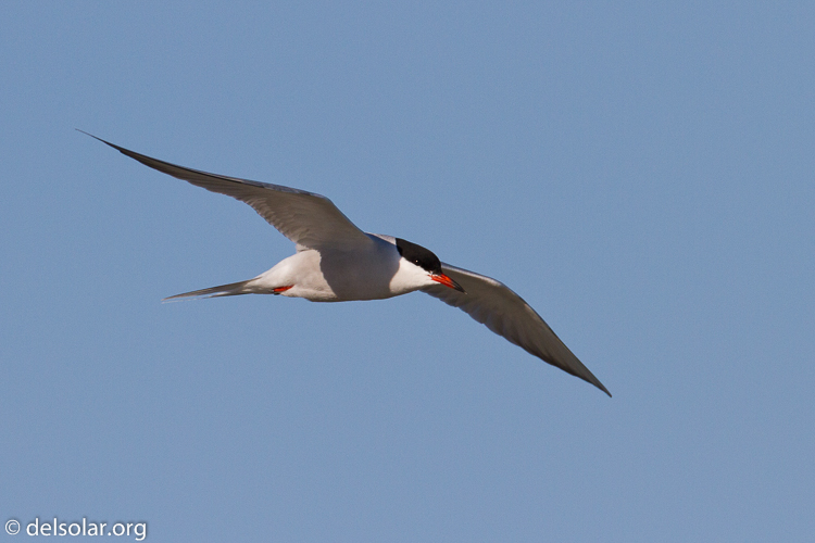 Canon EOS 7D  --  500 mm  --  EF500mm f/4L IS USM  