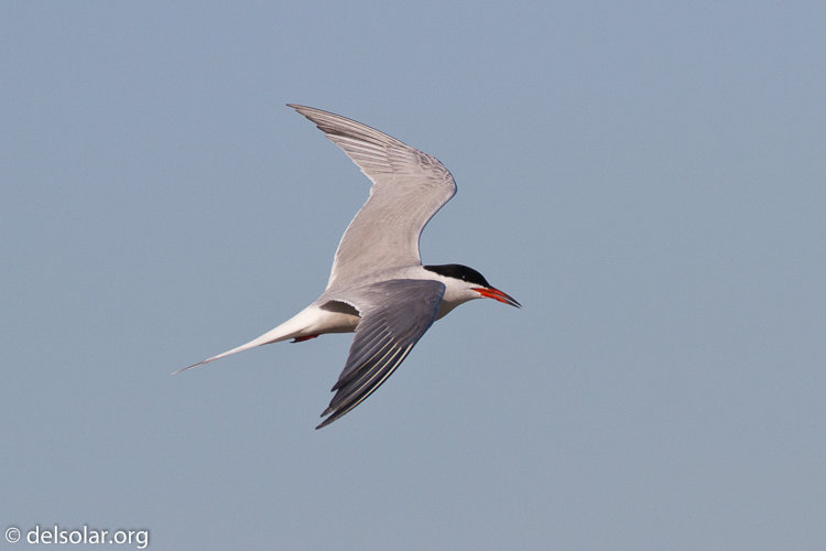 Canon EOS 7D  --  500 mm  --  EF500mm f/4L IS USM  