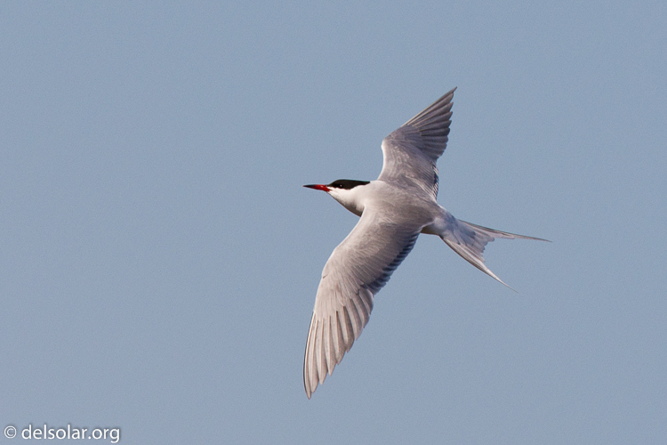 Canon EOS 7D  --  500 mm  --  EF500mm f/4L IS USM  