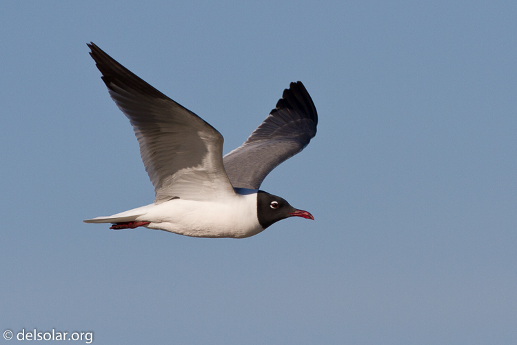 Canon EOS 7D  --  500 mm  --  EF500mm f/4L IS USM  