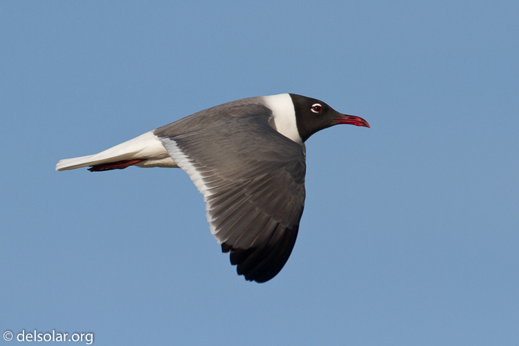 Canon EOS 7D  --  500 mm  --  EF500mm f/4L IS USM  