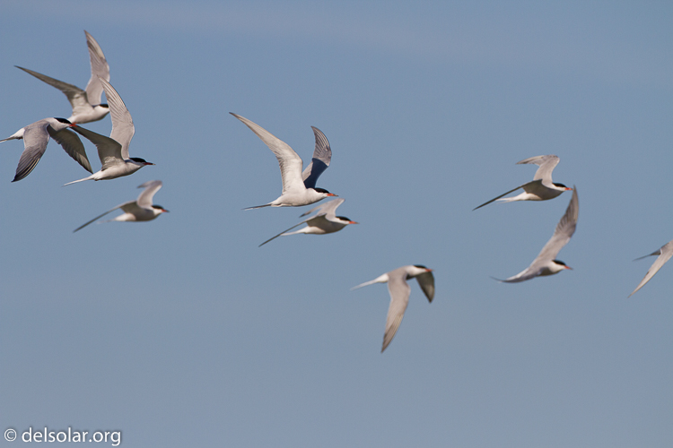 Canon EOS 7D  --  500 mm  --  EF500mm f/4L IS USM  