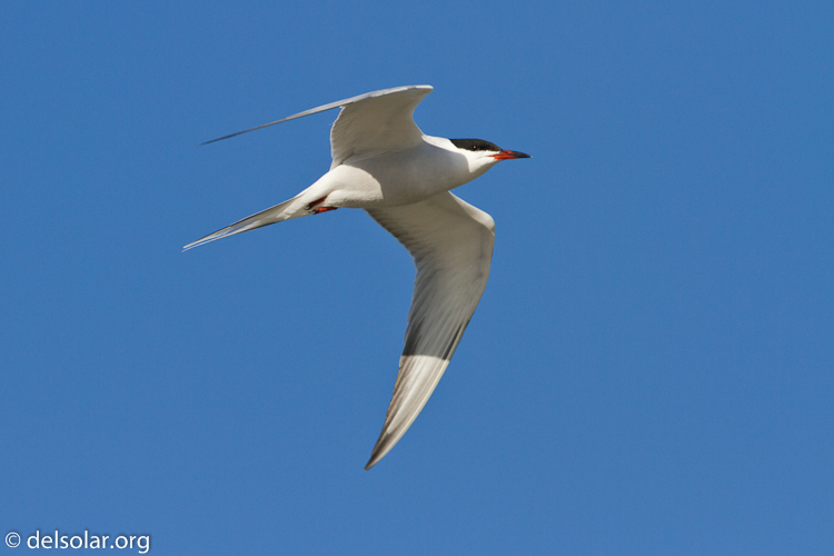 Canon EOS 7D  --  500 mm  --  EF500mm f/4L IS USM  