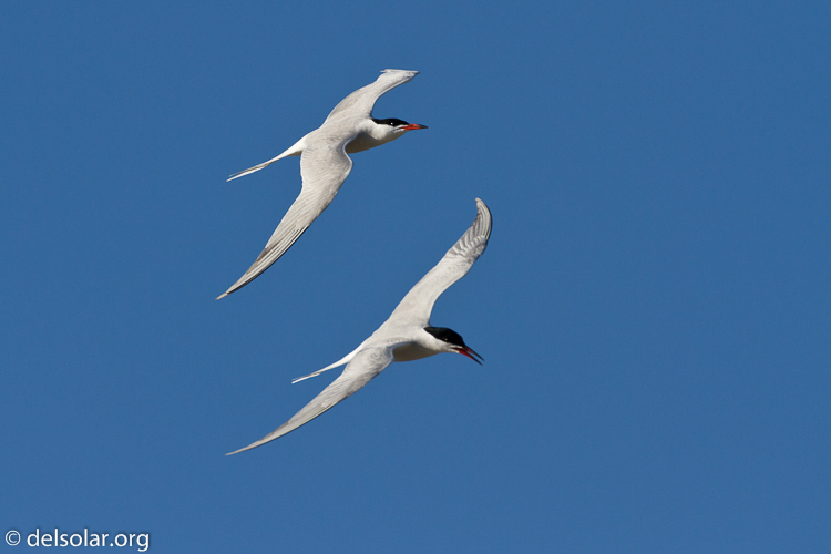 Canon EOS 7D  --  500 mm  --  EF500mm f/4L IS USM  