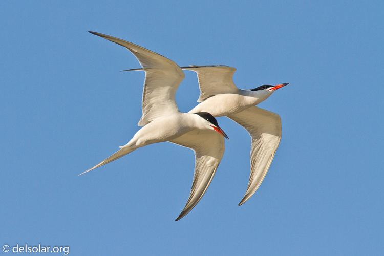 Canon EOS 7D  --  500 mm  --  EF500mm f/4L IS USM  