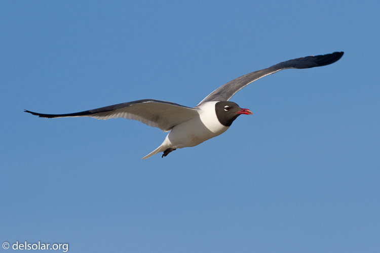 Canon EOS 7D  --  500 mm  --  EF500mm f/4L IS USM  