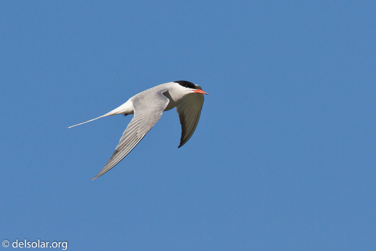 Canon EOS 7D  --  500 mm  --  EF500mm f/4L IS USM  