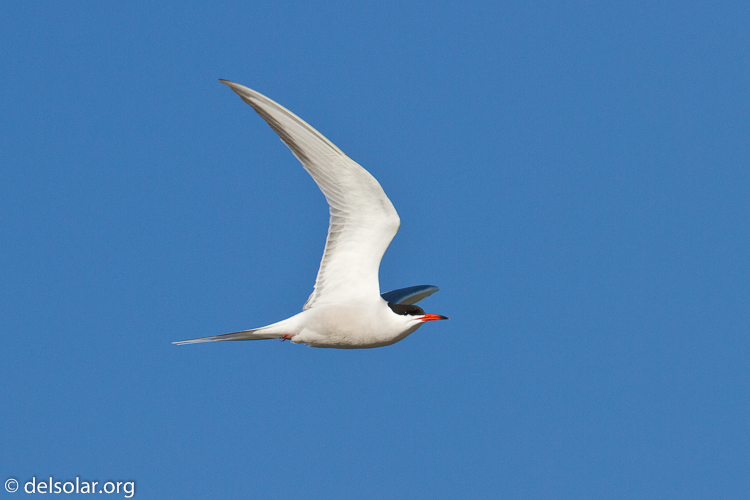 Canon EOS 7D  --  500 mm  --  EF500mm f/4L IS USM  