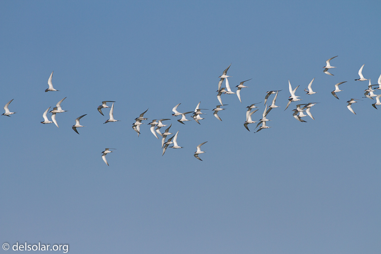 Canon EOS 7D  --  500 mm  --  EF500mm f/4L IS USM  