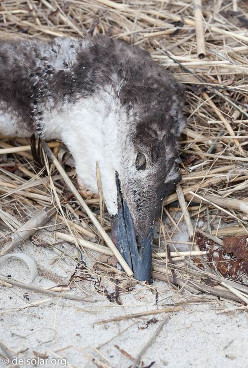 Canon EOS 5D Mark II  --  100 mm  --  EF100mm f/2.8 Macro USM  