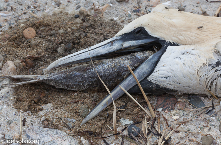 Canon EOS 5D Mark II  --  100 mm  --  EF100mm f/2.8 Macro USM  