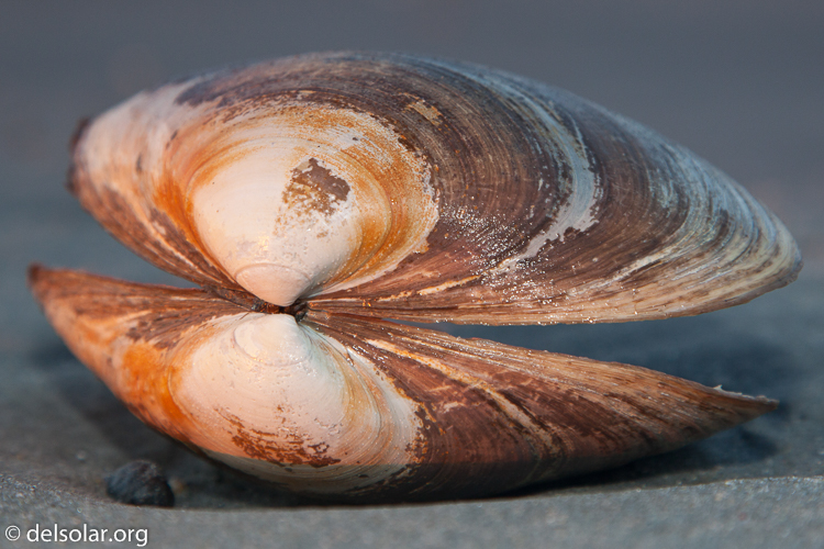 Canon EOS 5D Mark II  --  105 mm  --  EF24-105mm f/4L IS USM  