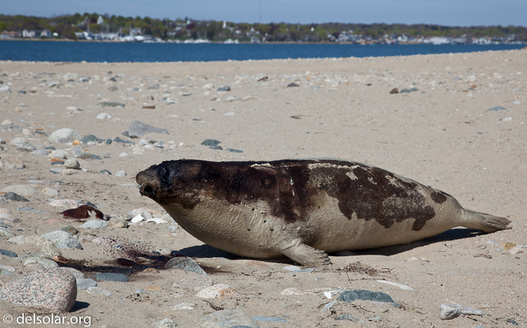 Canon EOS 5D Mark II  --  75 mm  --  EF24-105mm f/4L IS USM  