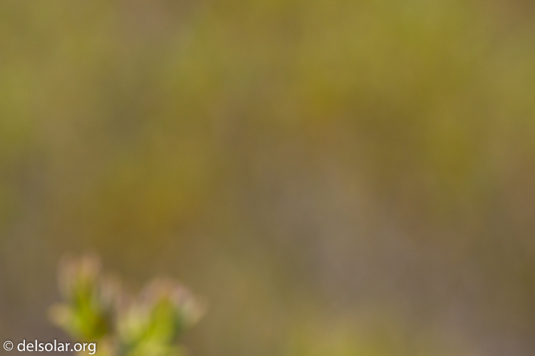 Canon EOS 7D  --  400 mm  --  EF400mm f/5.6L USM  