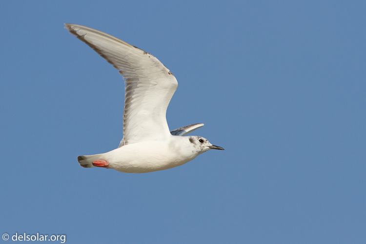 Canon EOS 7D  --  500 mm  --  EF500mm f/4L IS USM  