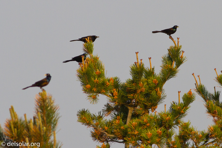 Canon EOS 7D  --  400 mm  --  EF400mm f/5.6L USM  