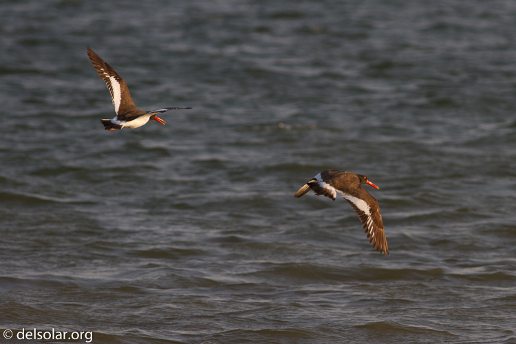 Canon EOS 7D  --  400 mm  --  EF400mm f/5.6L USM  