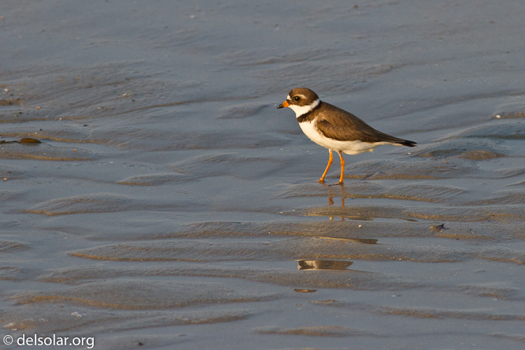 Canon EOS 7D  --  400 mm  --  EF400mm f/5.6L USM  