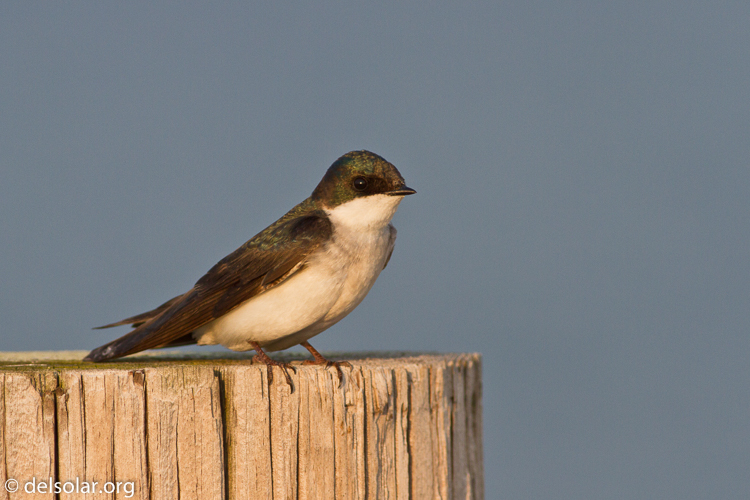 Canon EOS 7D  --  400 mm  --  EF400mm f/5.6L USM  