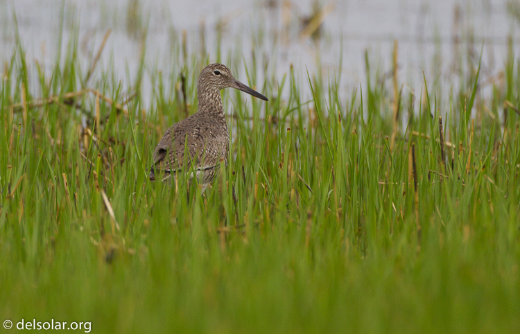 Canon EOS 7D  --  500 mm  --  EF500mm f/4L IS USM  