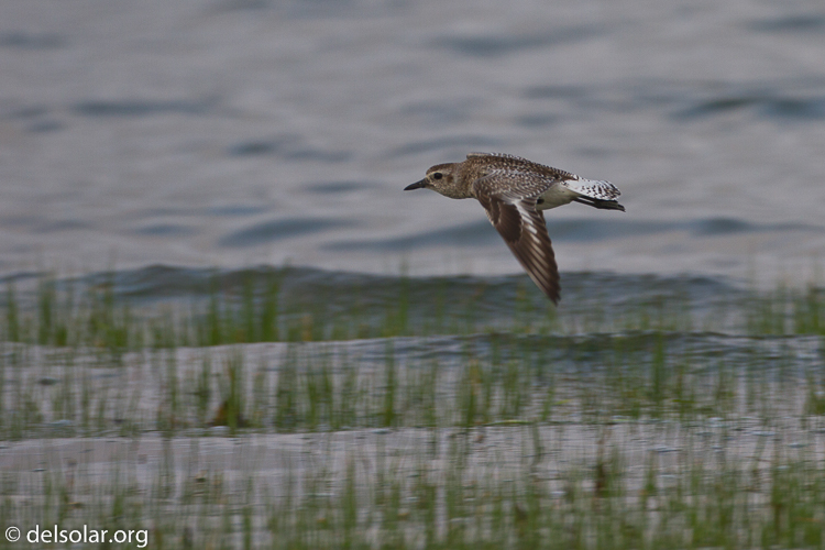 Canon EOS 7D  --  500 mm  --  EF500mm f/4L IS USM  