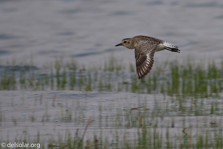 Canon EOS 7D  --  500 mm  --  EF500mm f/4L IS USM  