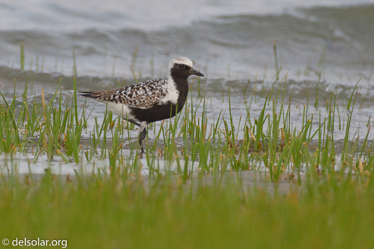 Canon EOS 7D  --  500 mm  --  EF500mm f/4L IS USM  