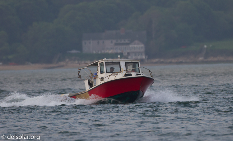 Canon EOS 7D  --  500 mm  --  EF500mm f/4L IS USM  