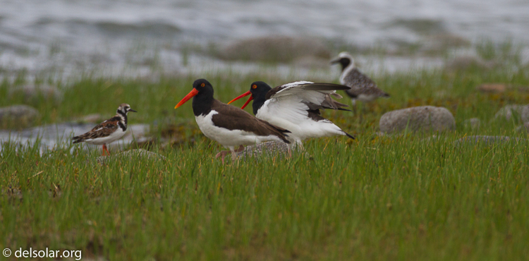 Canon EOS 7D  --  500 mm  --  EF500mm f/4L IS USM  