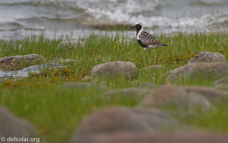 Canon EOS 7D  --  500 mm  --  EF500mm f/4L IS USM  
