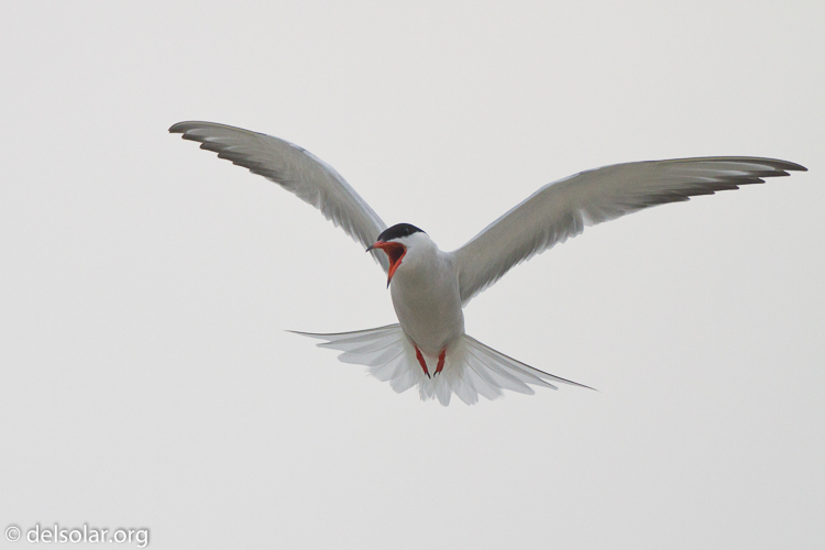 Canon EOS 7D  --  500 mm  --  EF500mm f/4L IS USM  