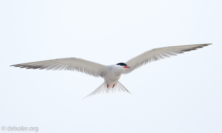 Canon EOS 7D  --  500 mm  --  EF500mm f/4L IS USM  