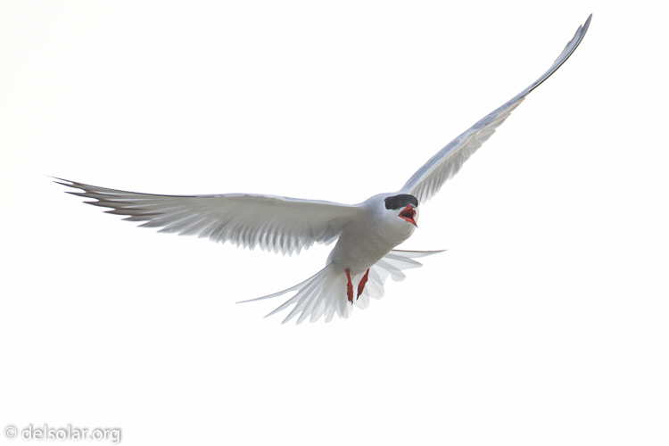 Canon EOS 7D  --  500 mm  --  EF500mm f/4L IS USM  