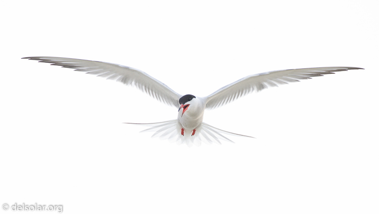 Canon EOS 7D  --  500 mm  --  EF500mm f/4L IS USM  