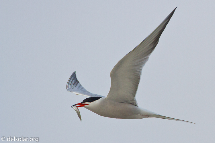 Canon EOS 7D  --  500 mm  --  EF500mm f/4L IS USM  