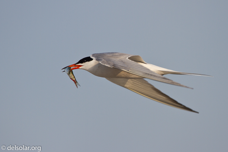 Canon EOS 7D  --  500 mm  --  EF500mm f/4L IS USM  